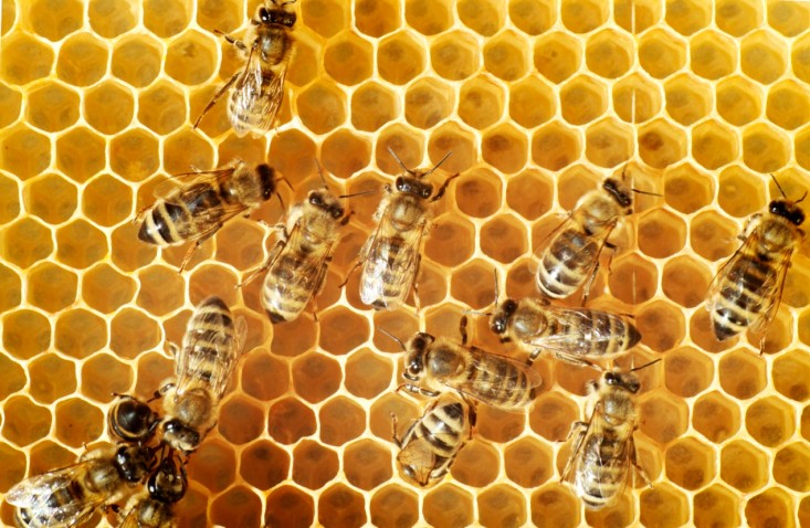 Jazdci hospitalizovaný po útoku včiel - bikepoint.sk